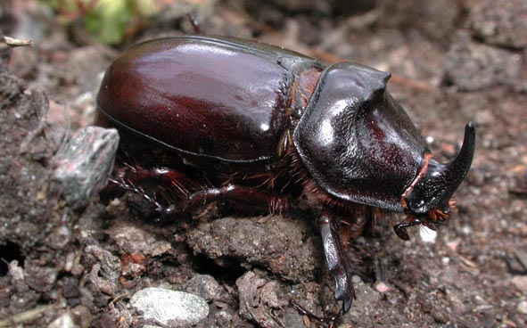 femmina di Oryctes nasicornis